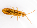 Isotomurus maculatus